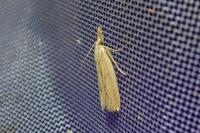 Ematheudes punctella
