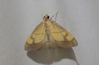 Evergestis limbata