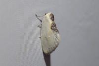 Cilix hispanica
