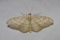 Idaea aversata