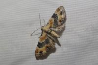 Eupithecia linariata