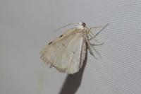 Lomographa bimaculata