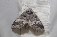 Drymonia querna