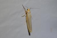Eilema caniola