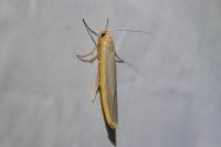 Manulea complana