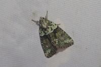 Cryphia algae