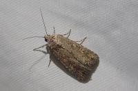Spodoptera exigua