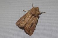 Mythimna albipuncta