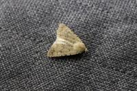 Caradrina clavipalpis