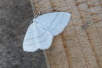Cabera pusaria