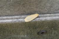 Wittia sororcula