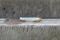 Manulea complana