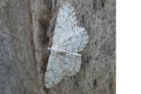 Hypomecis punctinalis