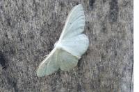 Idaea straminata