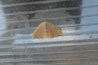 Watsonalla binaria