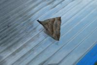 Hypena proboscidalis