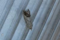 Cydia splendana