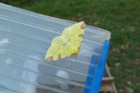 Opisthograptis luteolata