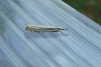 Crambus pascuella