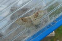 Idaea degeneraria