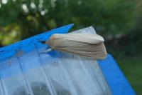 Mythimna pallens