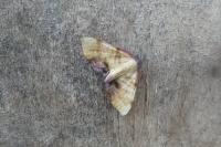 Plagodis dolabraria