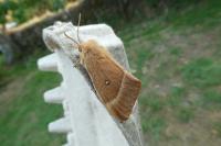 Lasiocampa quercus