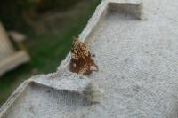 Acleris rhombana
