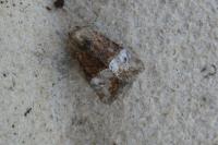 Mesoligia furuncula