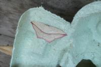 Timandra comae