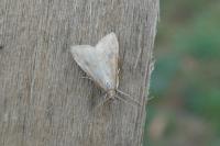 Udea ferrugalis