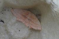 Scopula imitaria