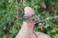 Noctua pronuba