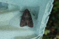 Mesapamea secalella/secalis