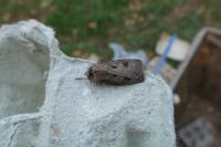 Agrotis exclamationis
