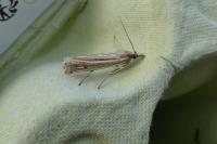 Ancylolomia tentaculella