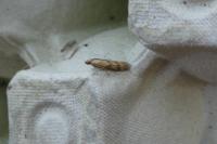 Homoeosoma sinuella