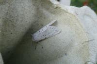 Spilosoma lubricipeda