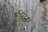 Chiasmia clathrata