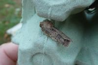 Agrotis bigramma