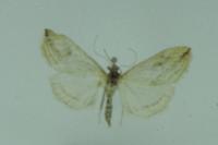 Evergestis forficalis