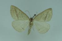 Petrophora chlorosata