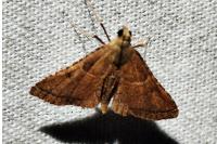 Endotricha flammealis