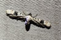 Eupithecia centaureata
