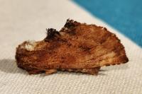 Ptilodon capucina