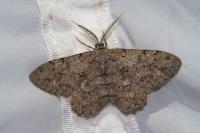 Hypomecis punctinalis