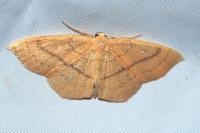 Cyclophora linearia
