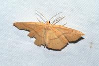Cyclophora linearia