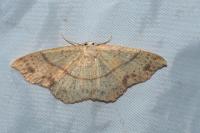 Cyclophora punctaria