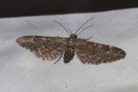 Eupithecia nanata